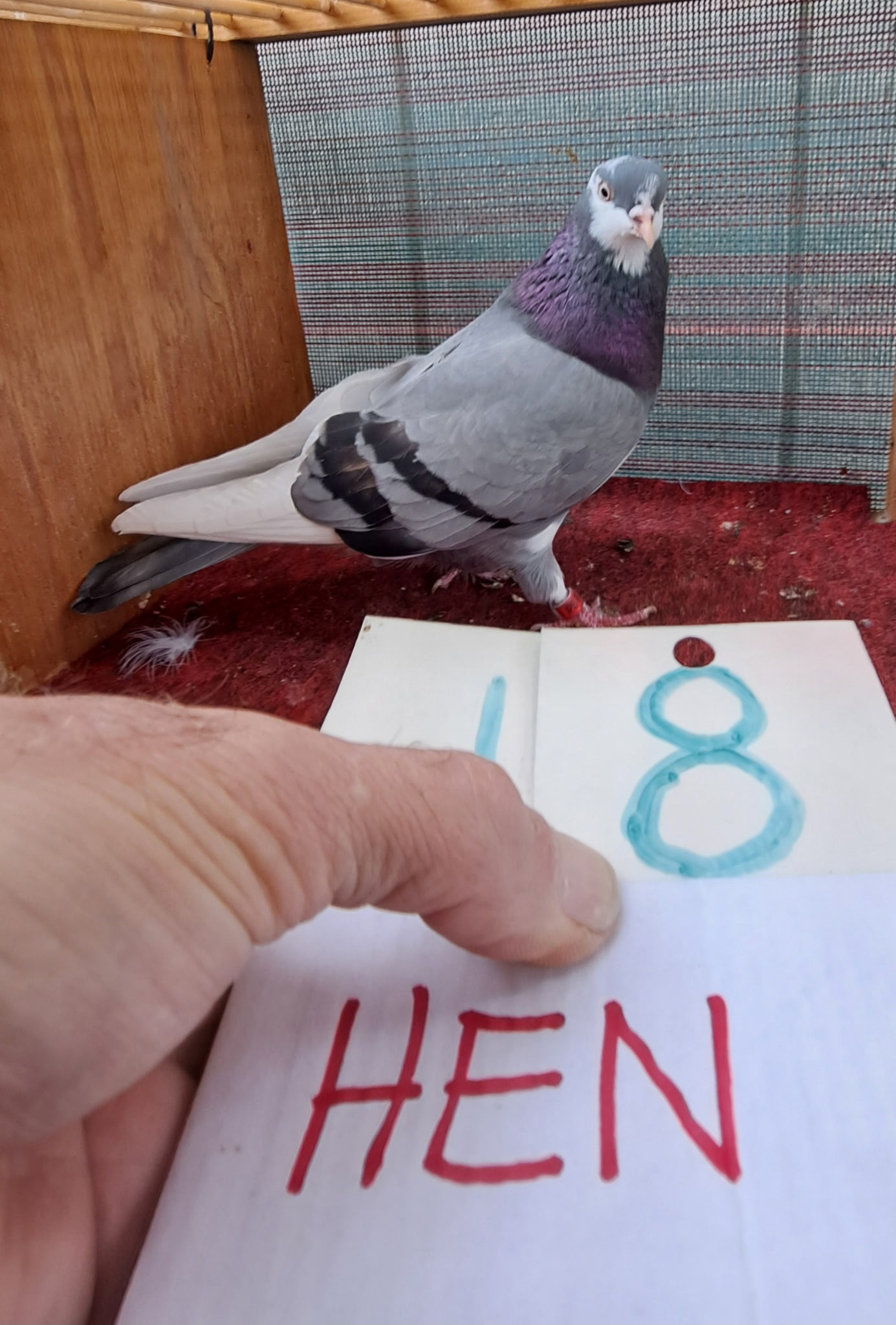 Blue Bar Pied Wft