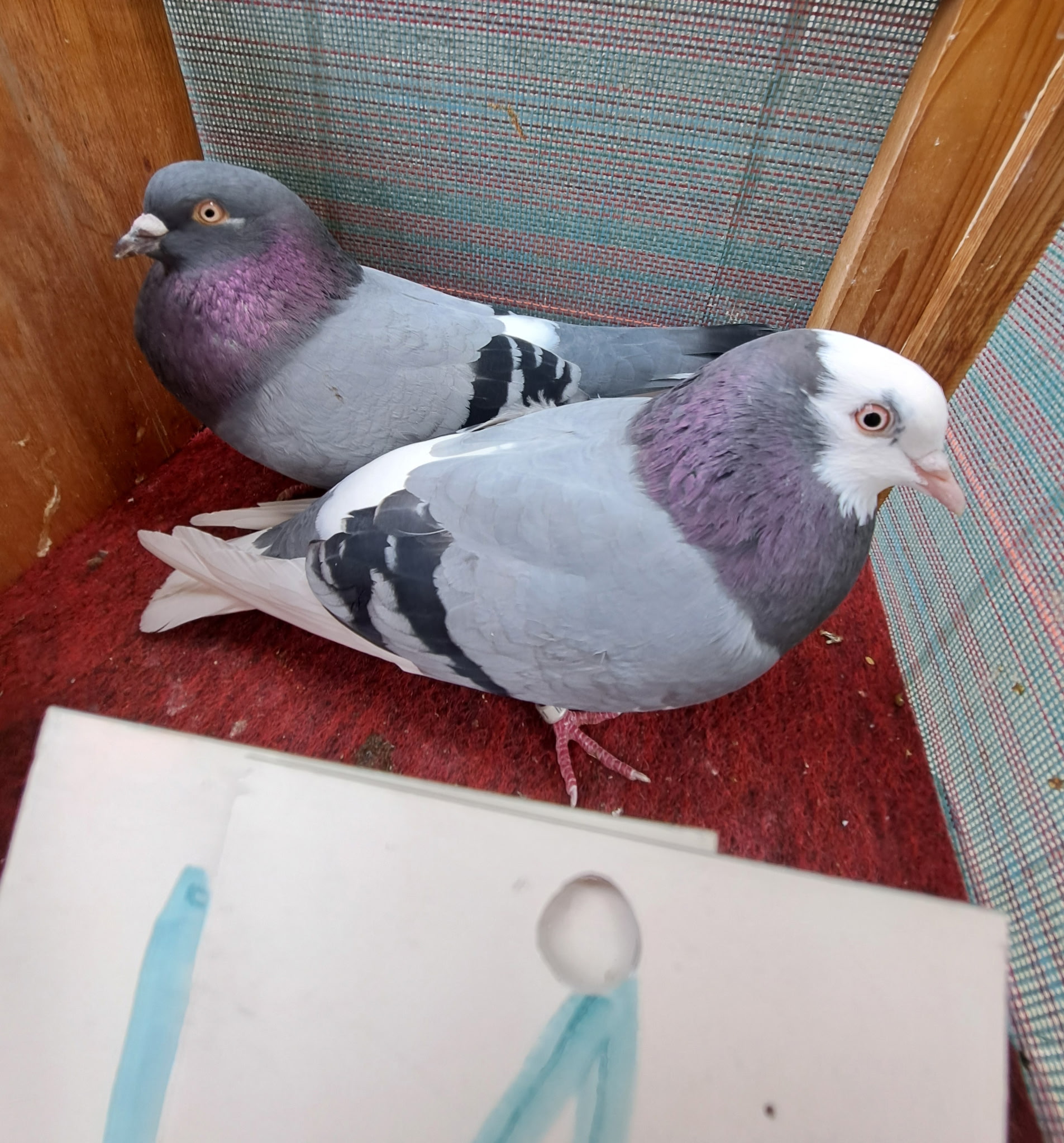 Blue Bar Pair