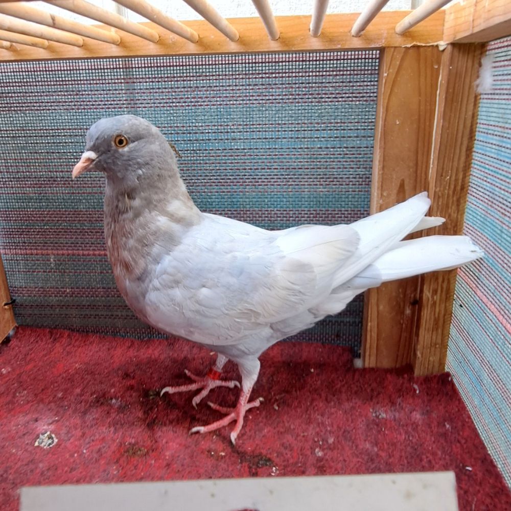 2325 Lavender Recessive-1 - Northland roller pigeon
