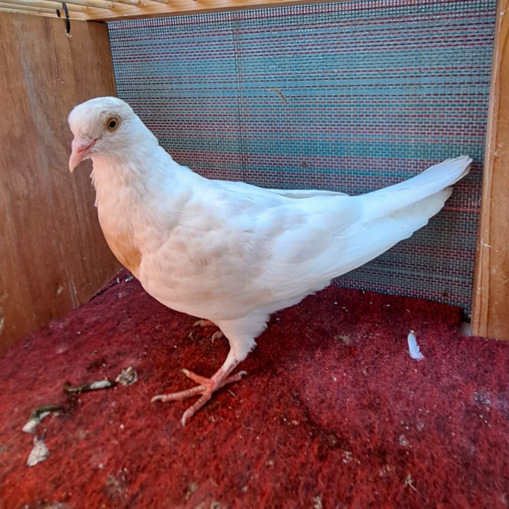 2327 Faded Peach-1 - Northland roller pigeon