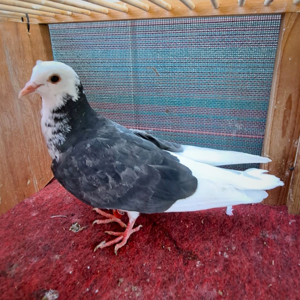 2336 Dk Pd Wflt-2 - Northland roller pigeon