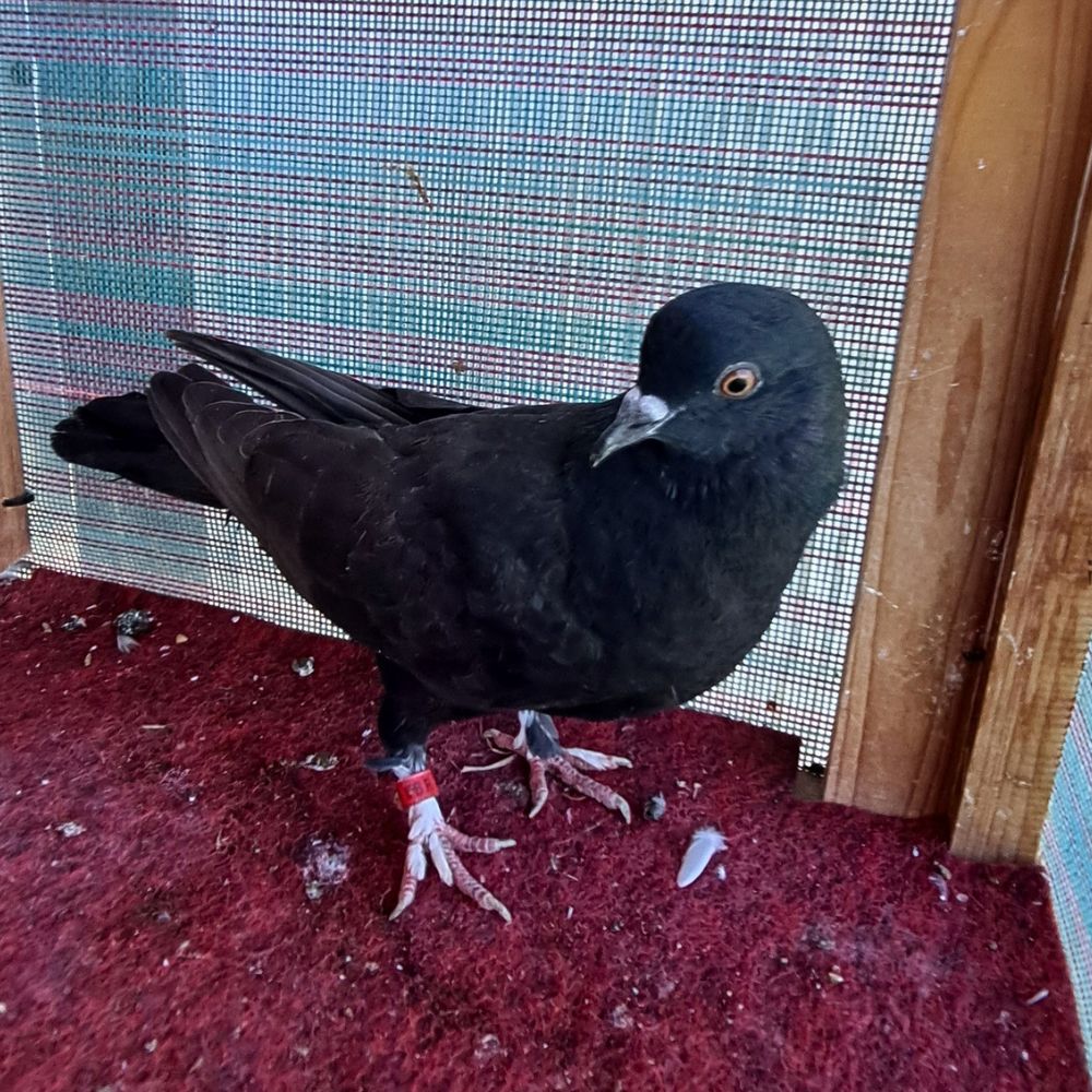 Single Bird #18 - Image 3