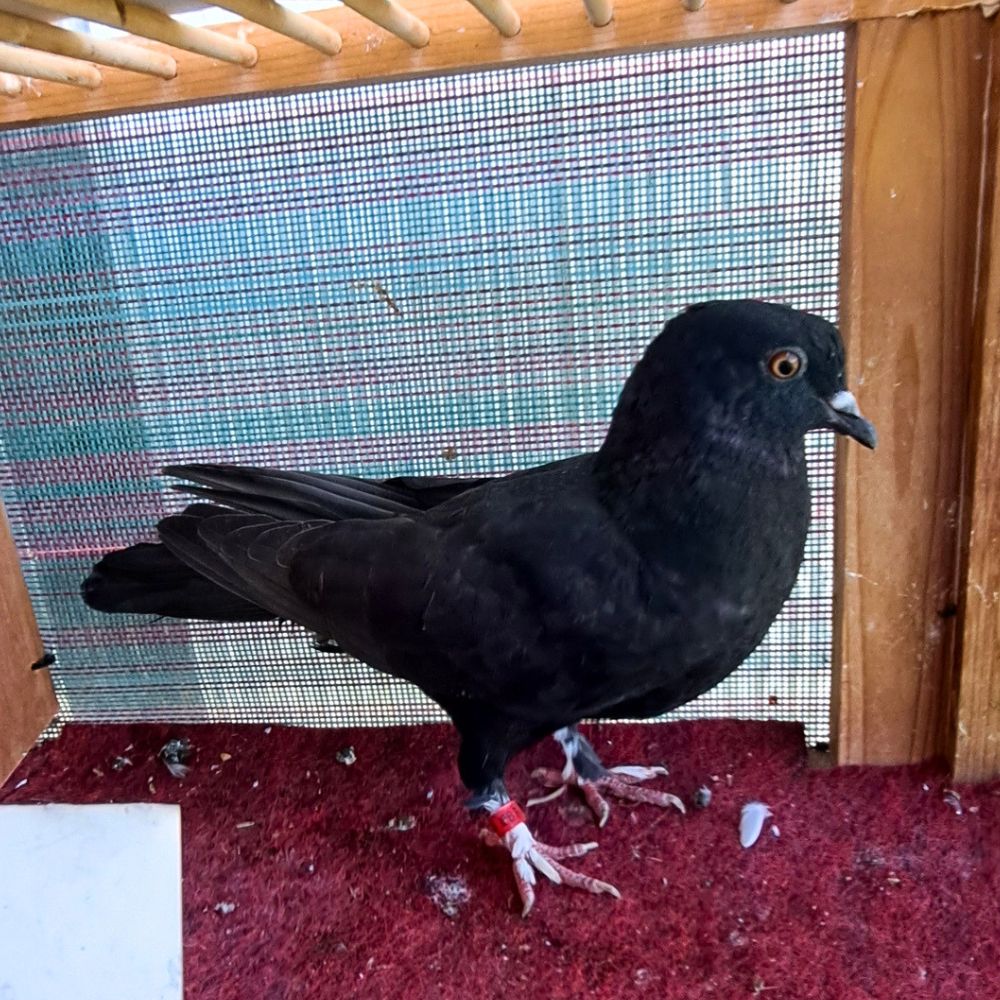 Single Bird #18 - Image 2