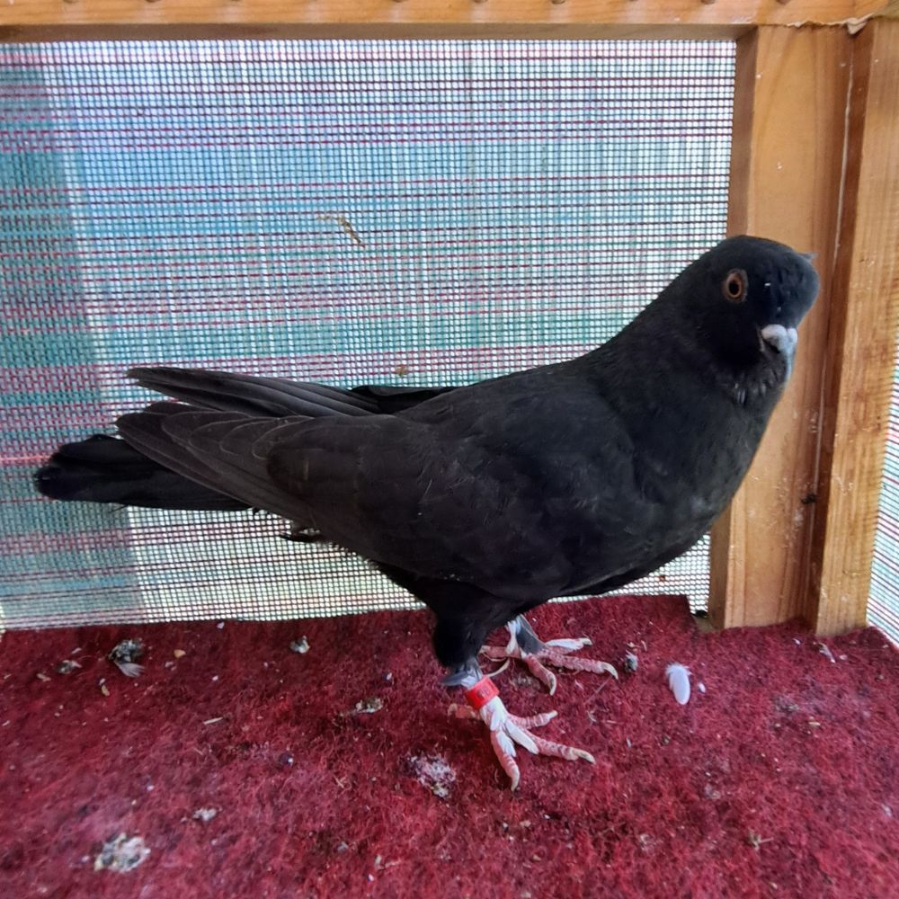 2343 Black-3 - Northland roller pigeon