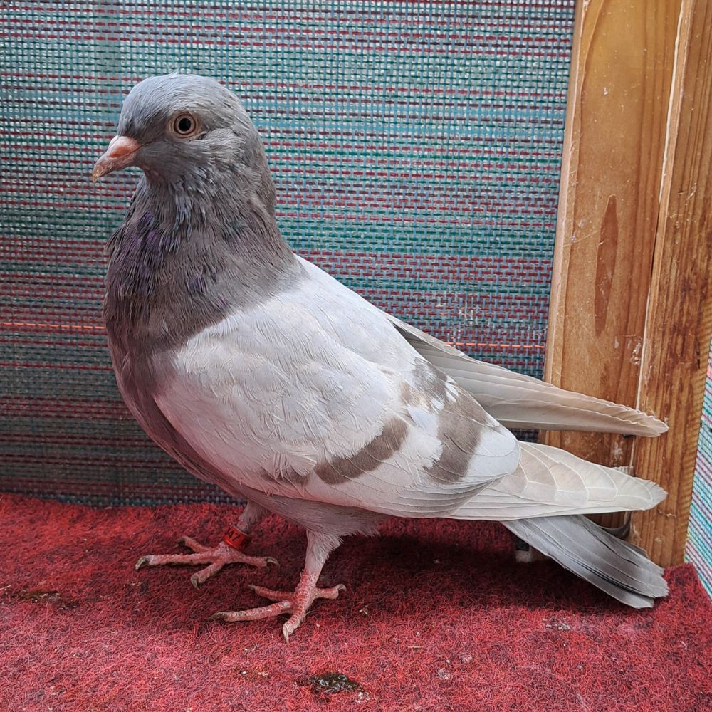 2347 Pwdr Blue-1 - Northland roller pigeon