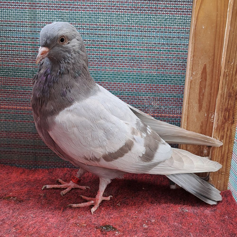 Single Birds #23 - Image 2