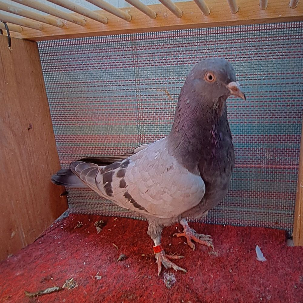 2348 BB Feather Foot-3 - Northland roller pigeon