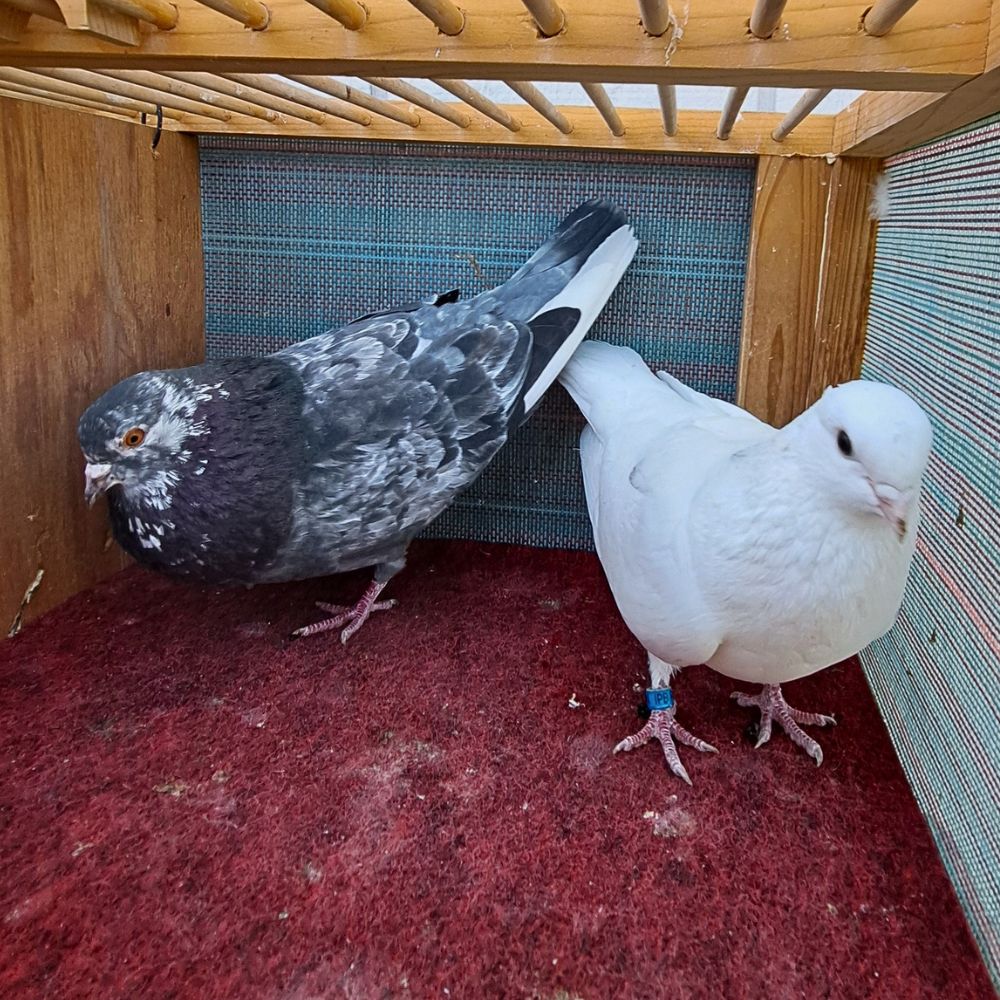 5972+7004-1 - Northland roller pigeon
