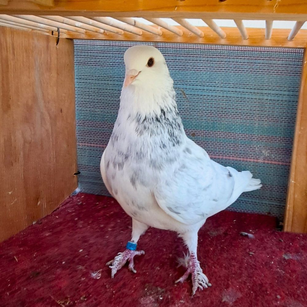 Single Bird #2 - Image 4