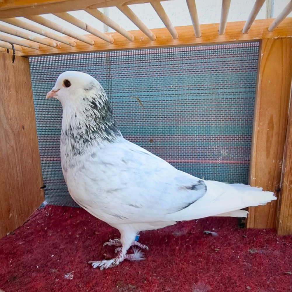 6961-2 - Northland roller pigeon