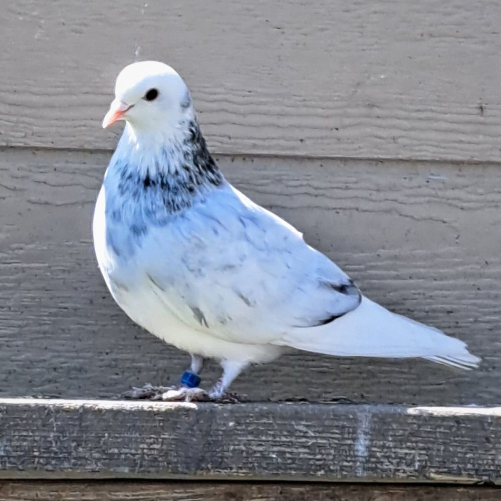 Single Bird #2 - Image 2