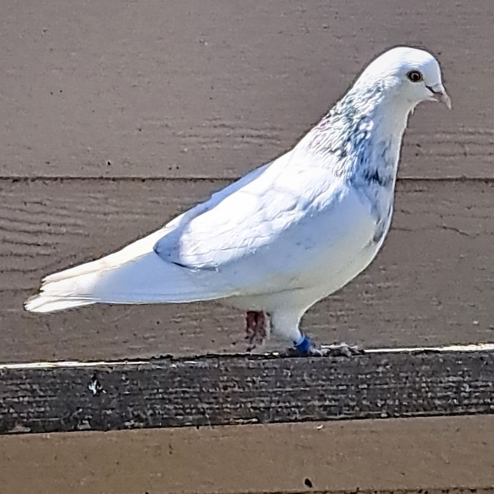 Single Bird #2 - Image 3