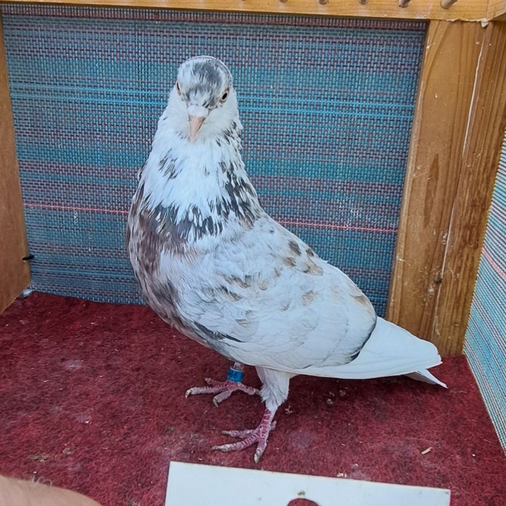 Single Bird #3 - Image 3
