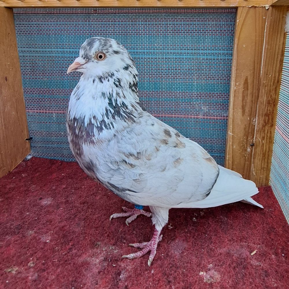 6966-2 - Northland roller pigeon