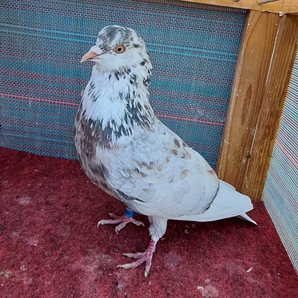 Single Bird #3 - Image 2