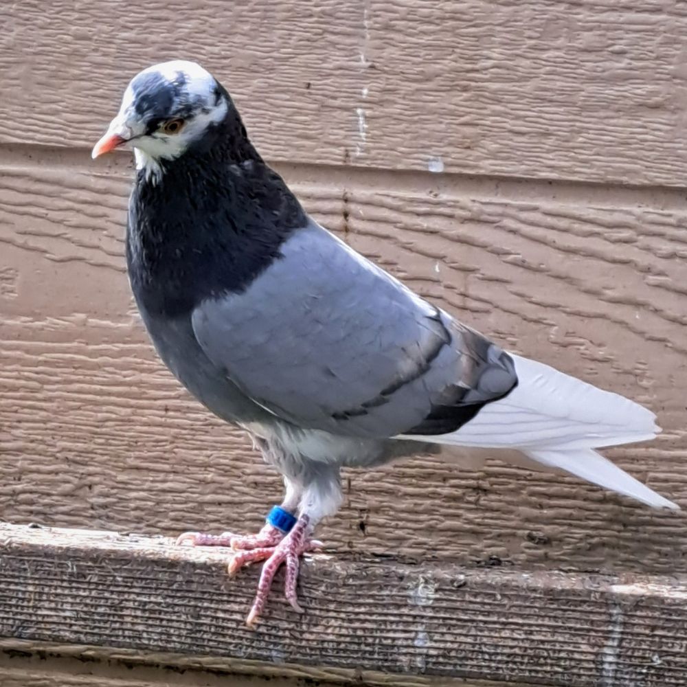Single Bird #4 - Image 3