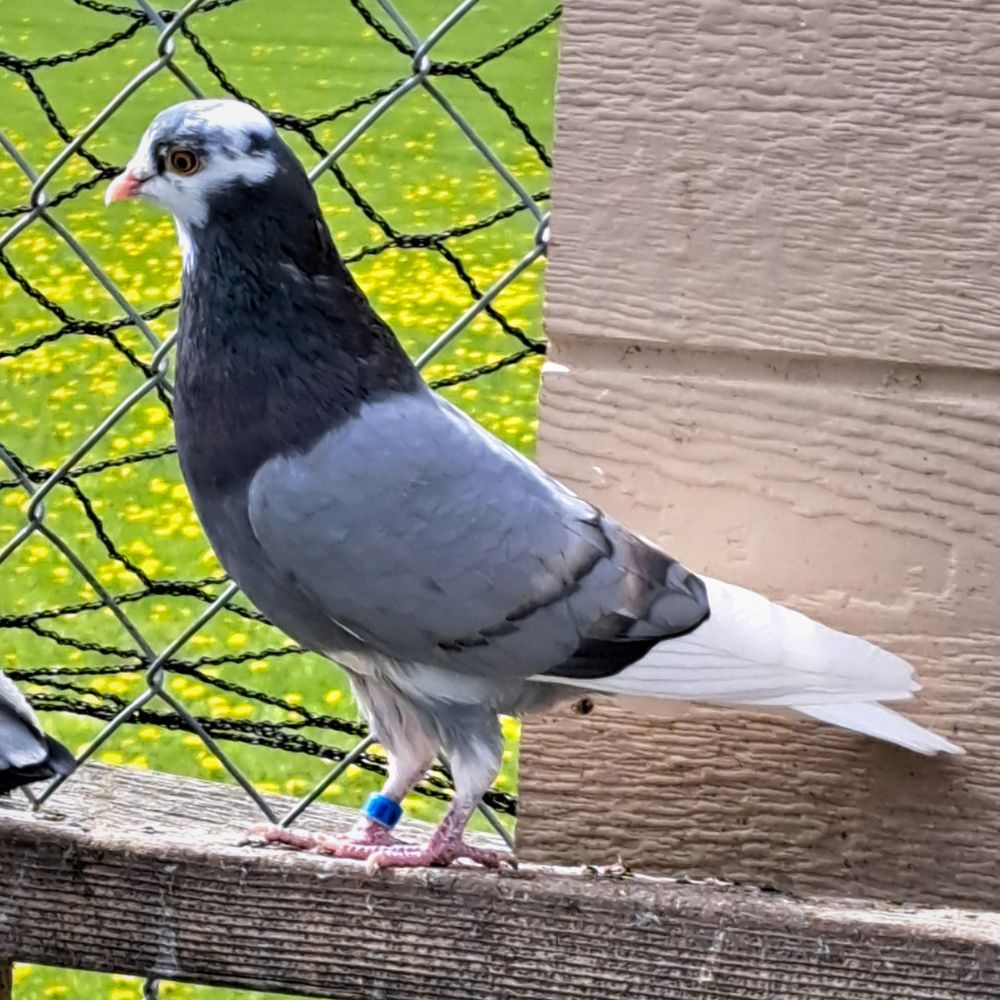 Single Bird #4 - Image 4