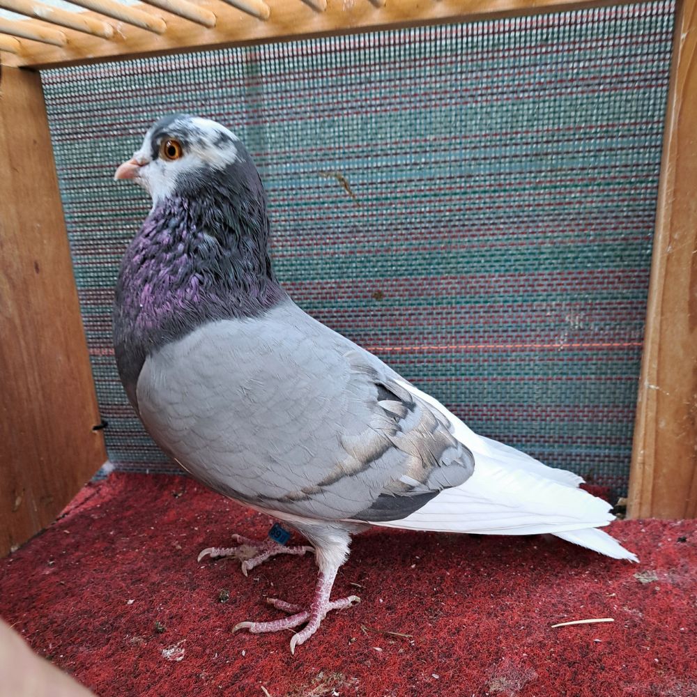 6968-3 - Northland roller pigeon
