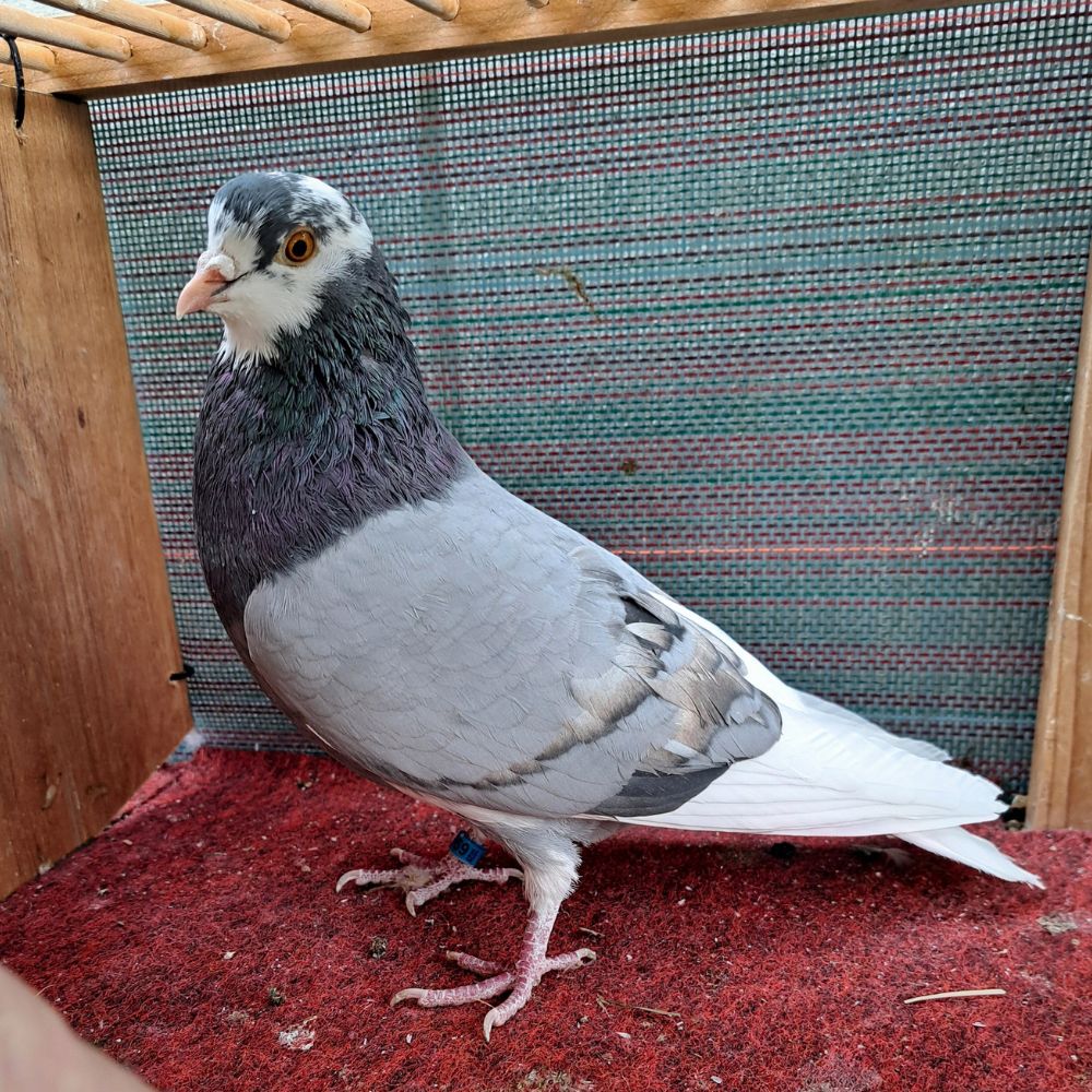 Single Bird #4 - Image 2