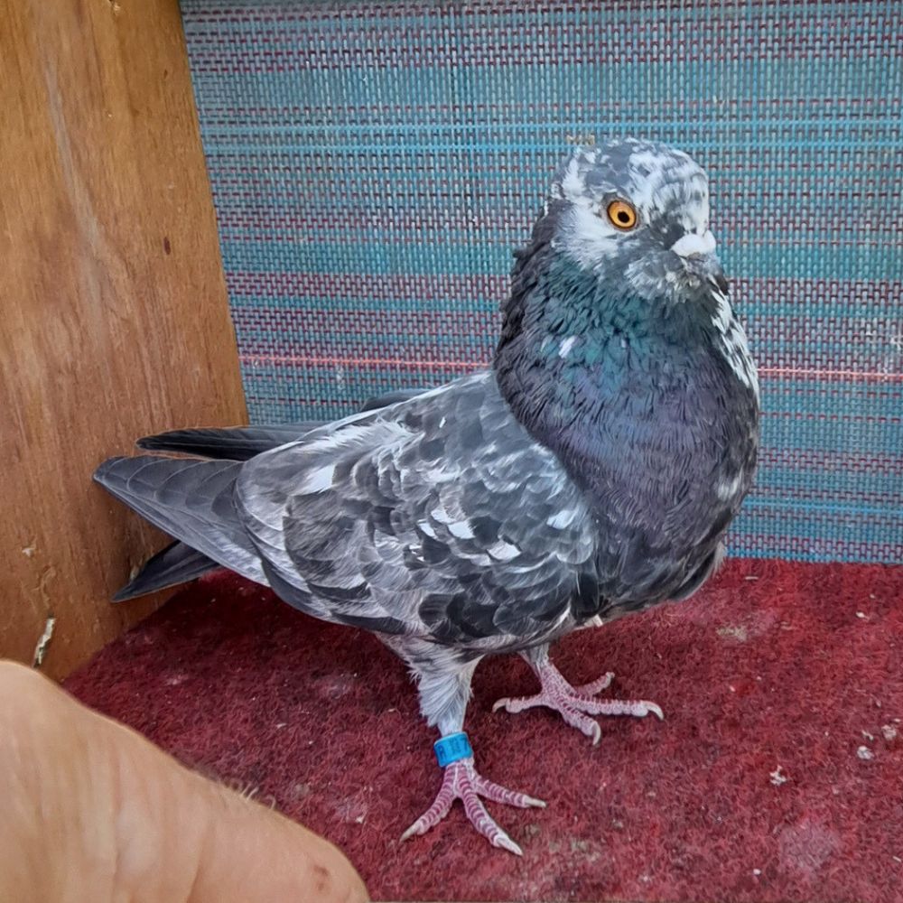 Single Bird #6 - Image 3