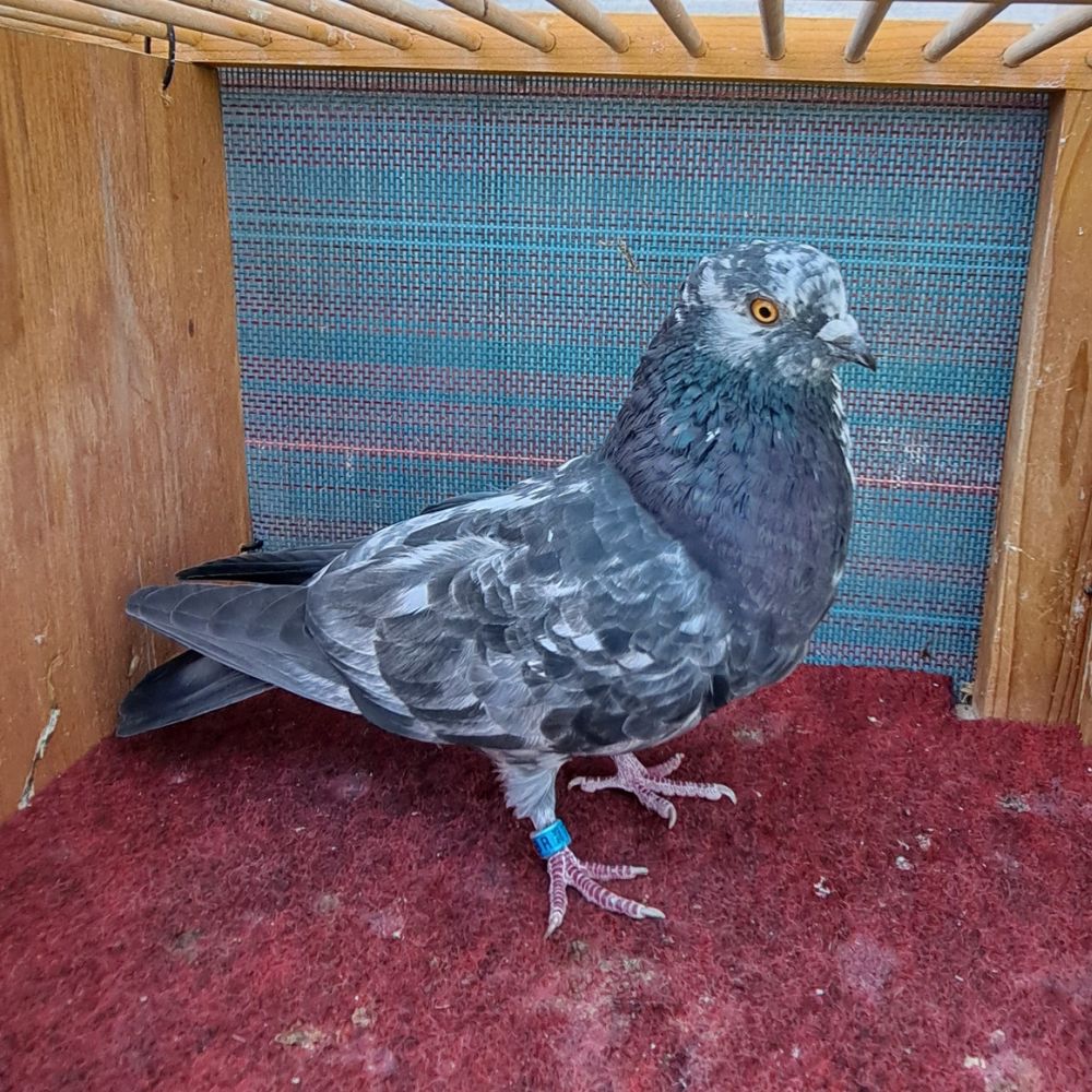 Single Bird #6 - Image 2