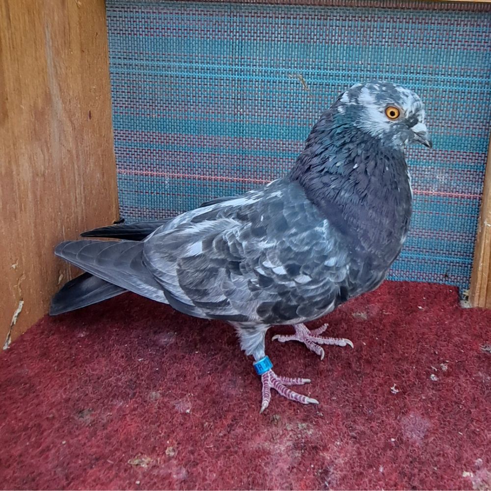 7000-3 - Northland roller pigeon