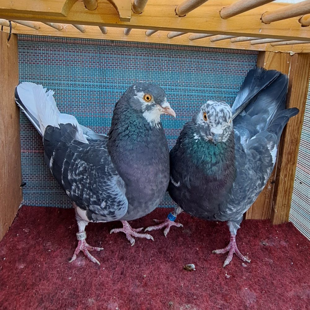 7012 DK Grizzle+10653 BC-4 - Northland roller pigeon