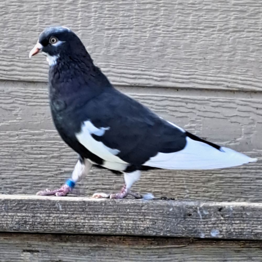 7019 -1 - Northland roller pigeon