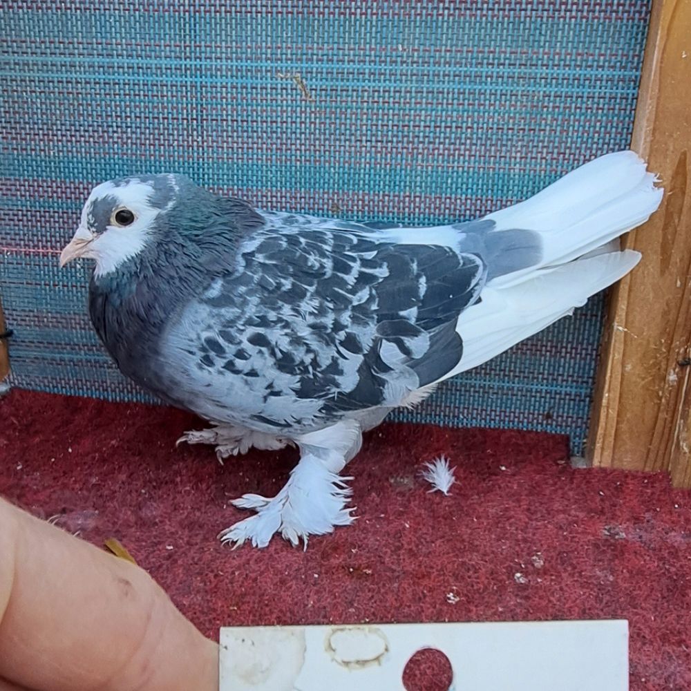 7020-1 - Northland roller pigeon