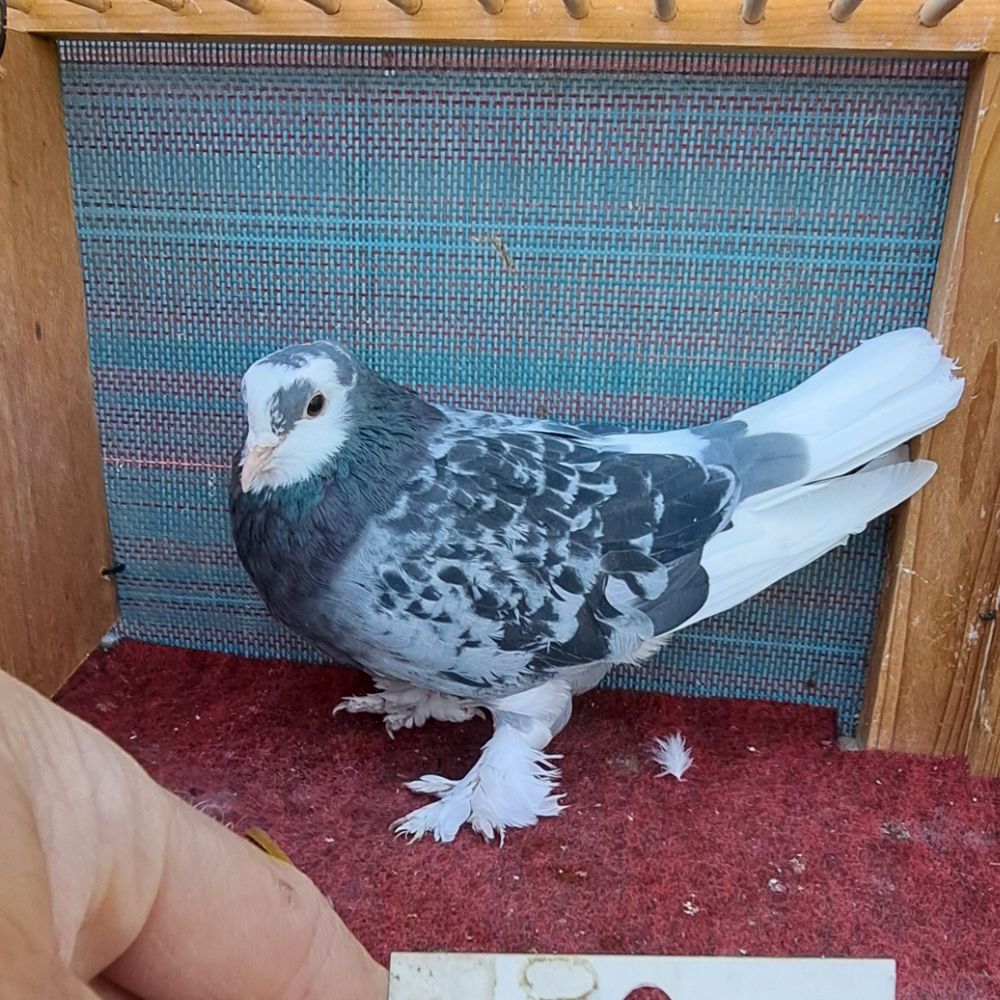 Single Bird #9 - Image 4