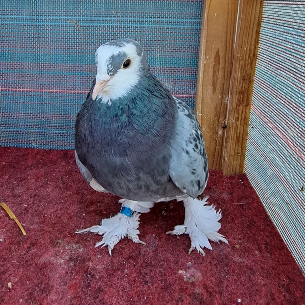 Single Bird #9 - Image 2