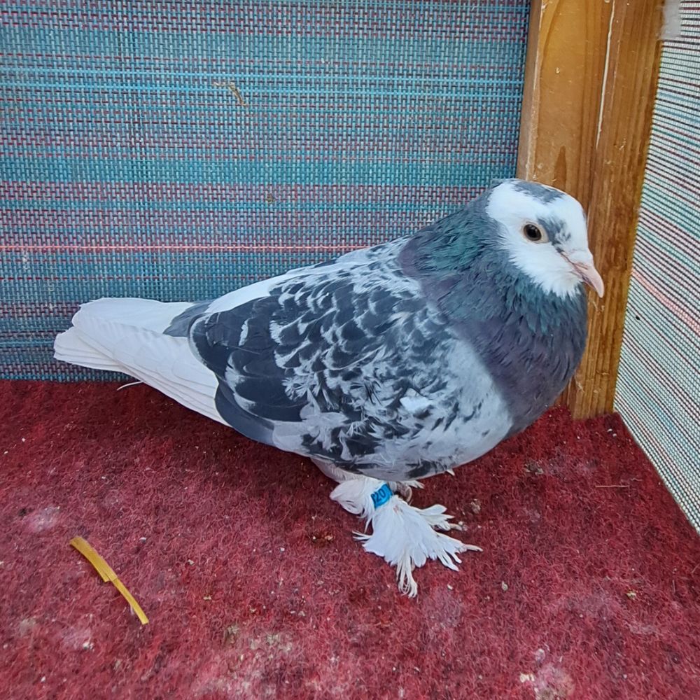 Single Bird #9 - Image 3