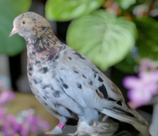 Almond-2 Roller Pigeon