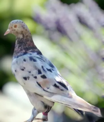 Almond Roller Pigeon