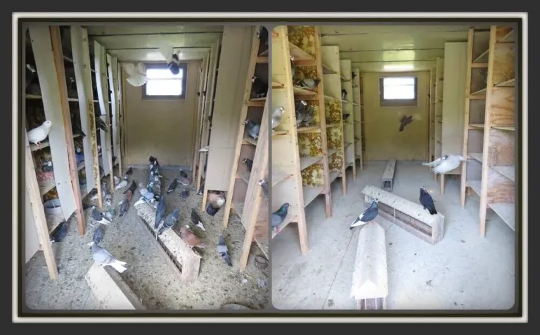 Before and After-Dirty to Clean Breeder Roller Loft