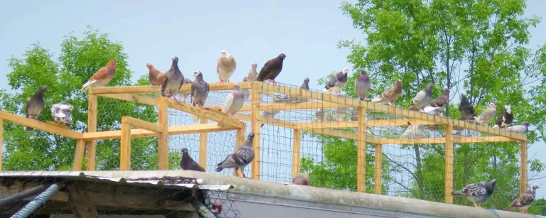 Roller pigeons photographed in natural light to show color