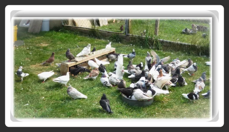 Pigeon Birds taking a Bath
