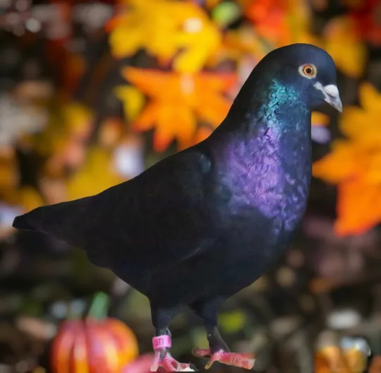 Black-2 Roller Pigeon