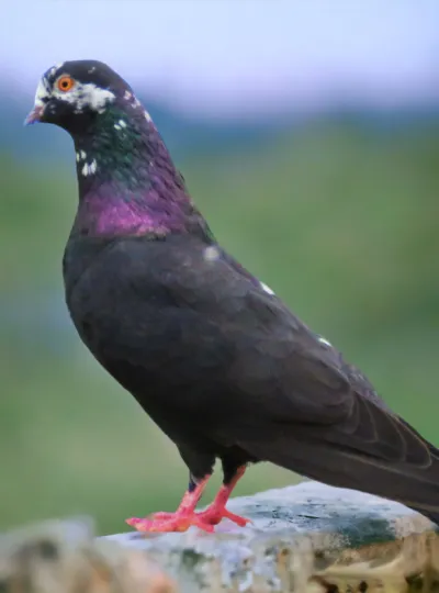 Black Pied Roller Pigeon