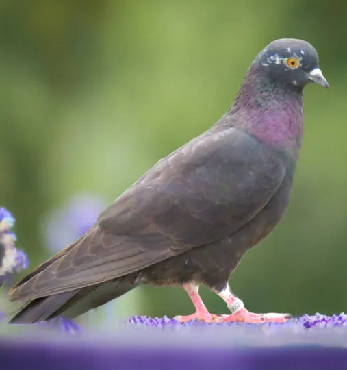 Black Powder Roller Pigeon