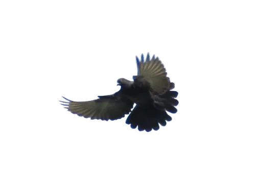 Black Roller Flying in Mid-Air