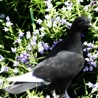 Black White-Flight Roller Pigeon