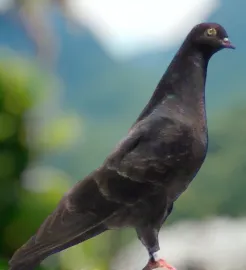 Black Roller Pigeon