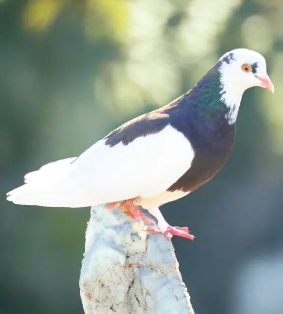 Black+White Splash-2 Roller Pigeon