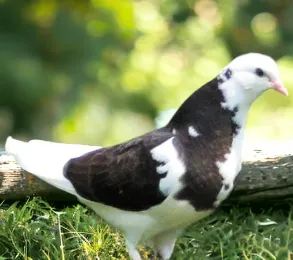Black and White Splash-2 Roller Pigeon