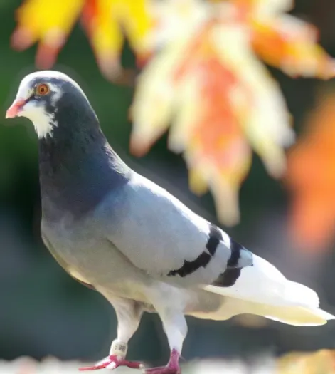Blue Bar Pied White Flight Roller Pigeon
