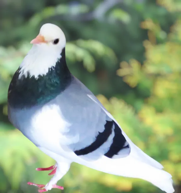Blue Bar Splash Roller Pigeon