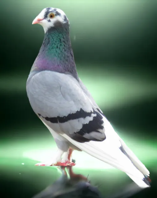 Blue Bar Roller Pigeon