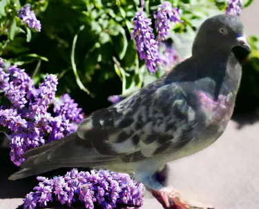 Blue Chk-2 Roller Pigeon