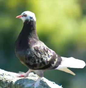 Blue Check Pied White Flight Feather Foot Roller Pigeon